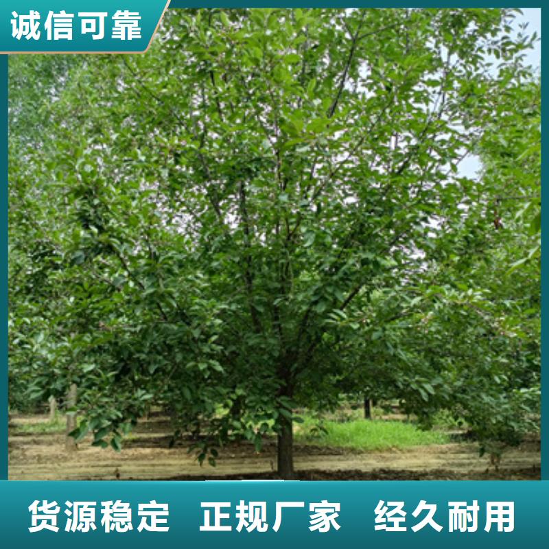法桐小苗放心選擇綠化苗木