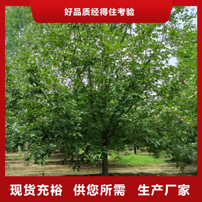 造型法桐貨源穩定