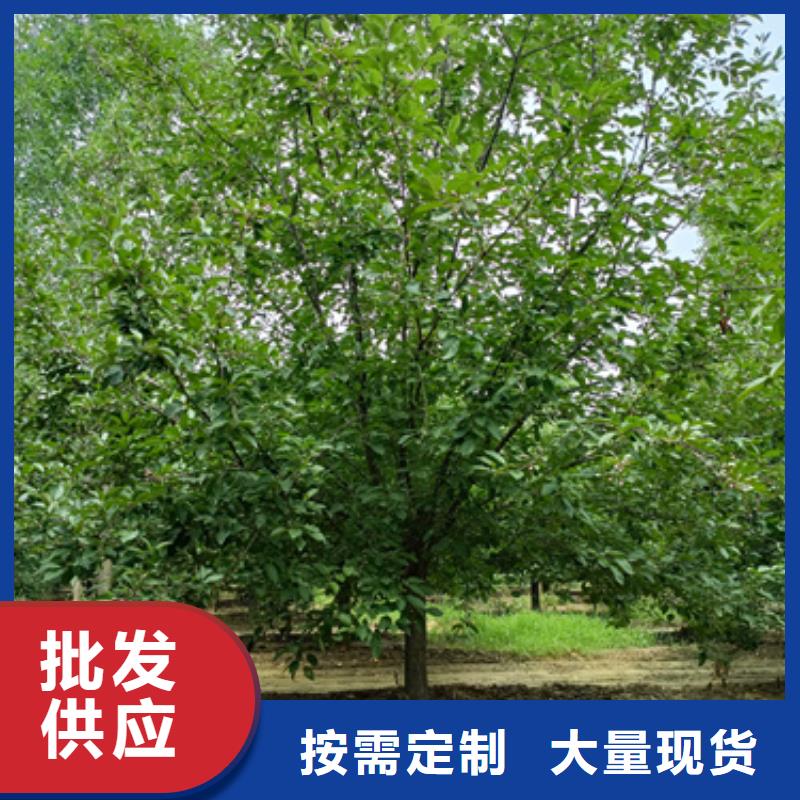 生產(chǎn)造型法桐_精選廠家