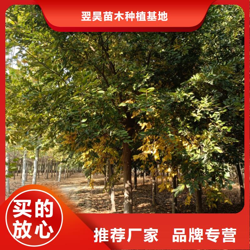 速生法桐可隨時發(fā)貨