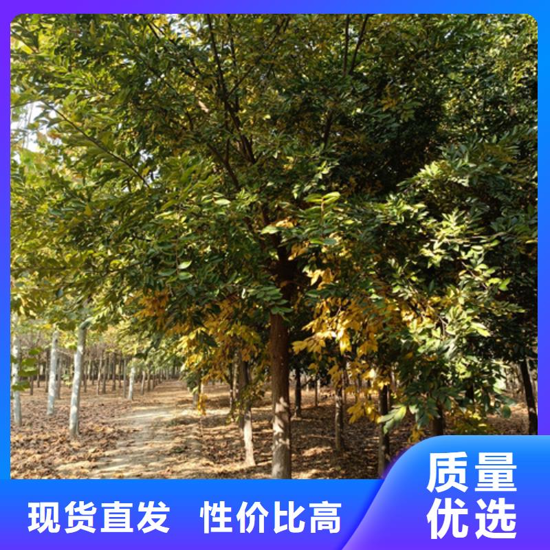 供應法桐行情_優(yōu)質廠家