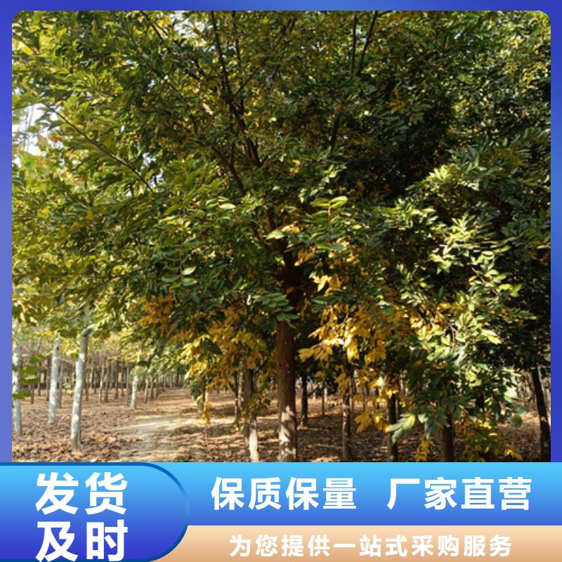 法桐北京欒一個起售