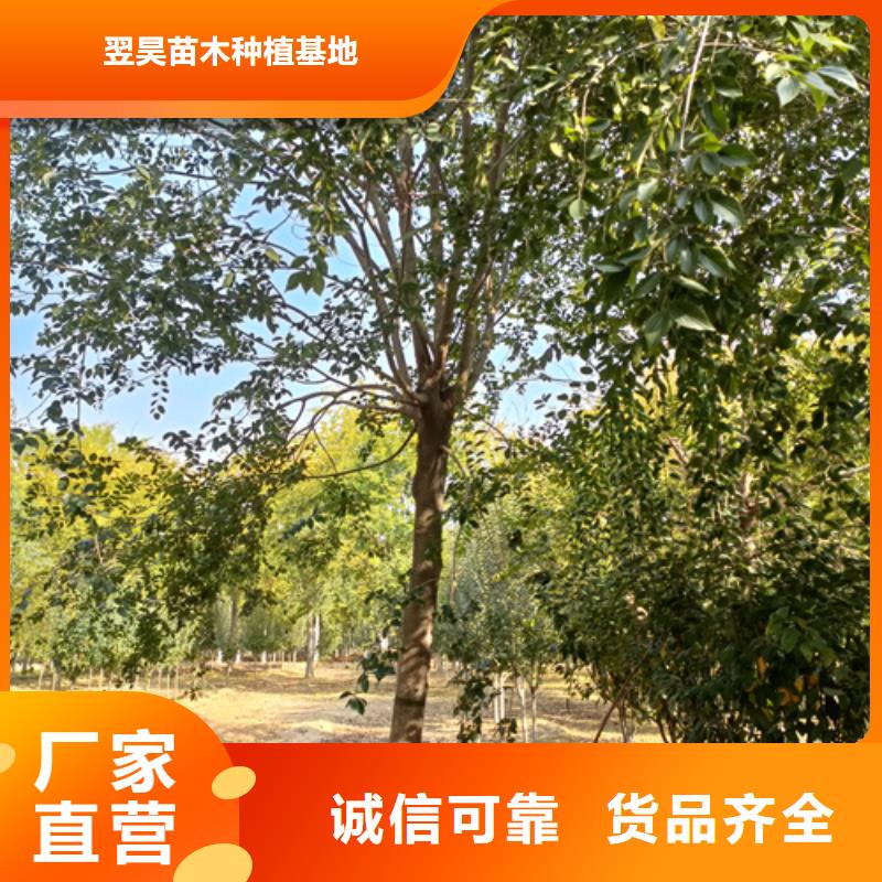 法桐五角楓質量優價格低
