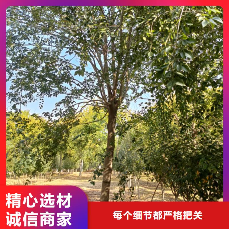 法桐認(rèn)準(zhǔn)大品牌廠家