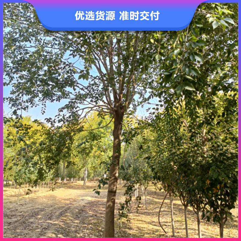 法桐國槐N年大品牌