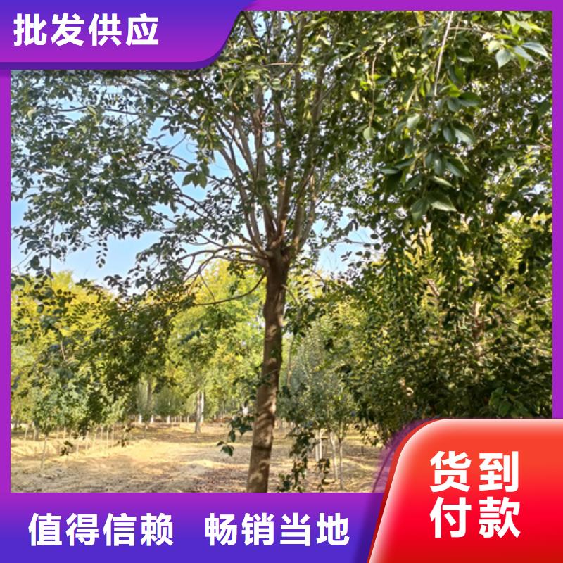 定安縣法桐小苗放心購(gòu)買綠化喬木
