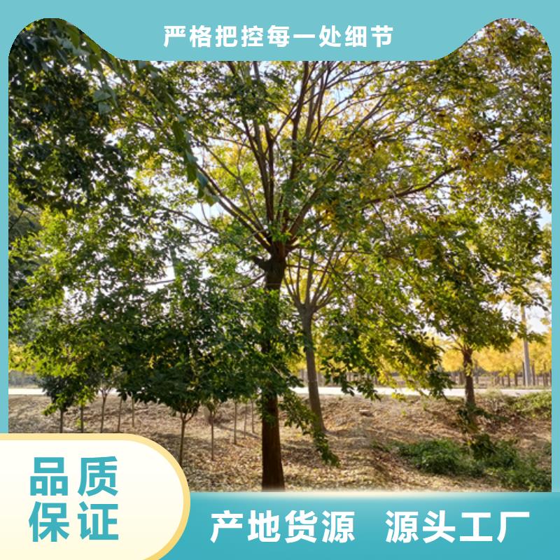 法桐資訊