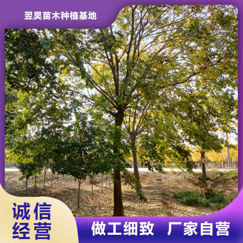 法桐價格優惠苗木基地