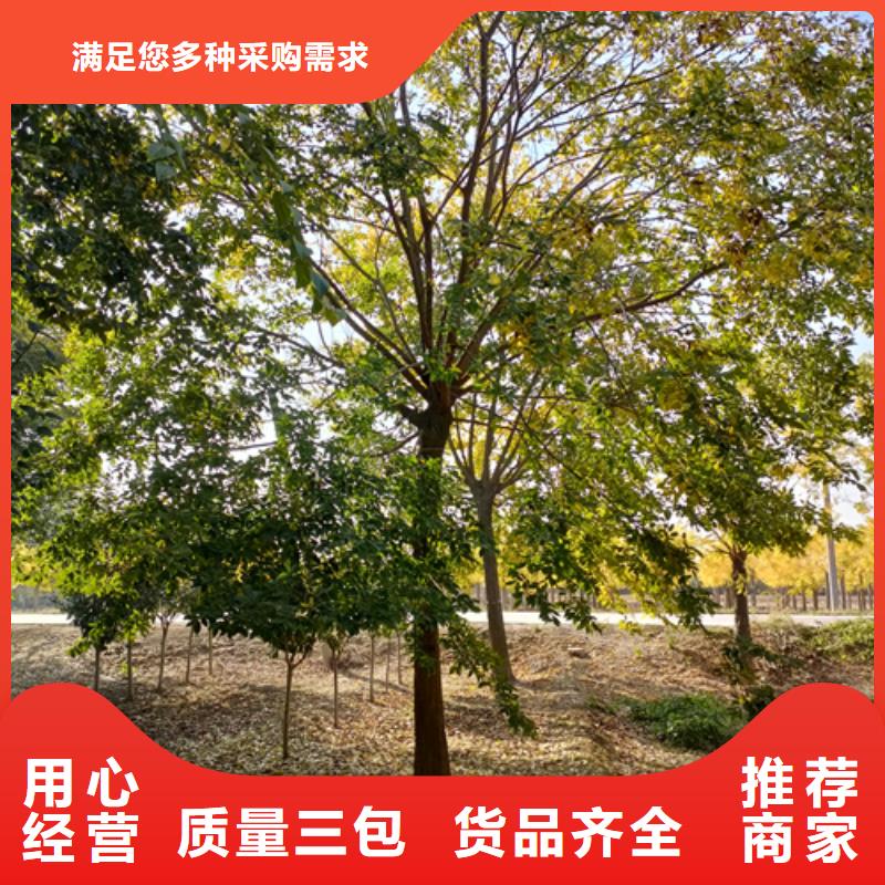 速生法桐現貨質量好