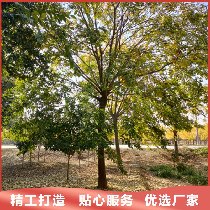 法桐小苗現(xiàn)貨供應(yīng)廠家