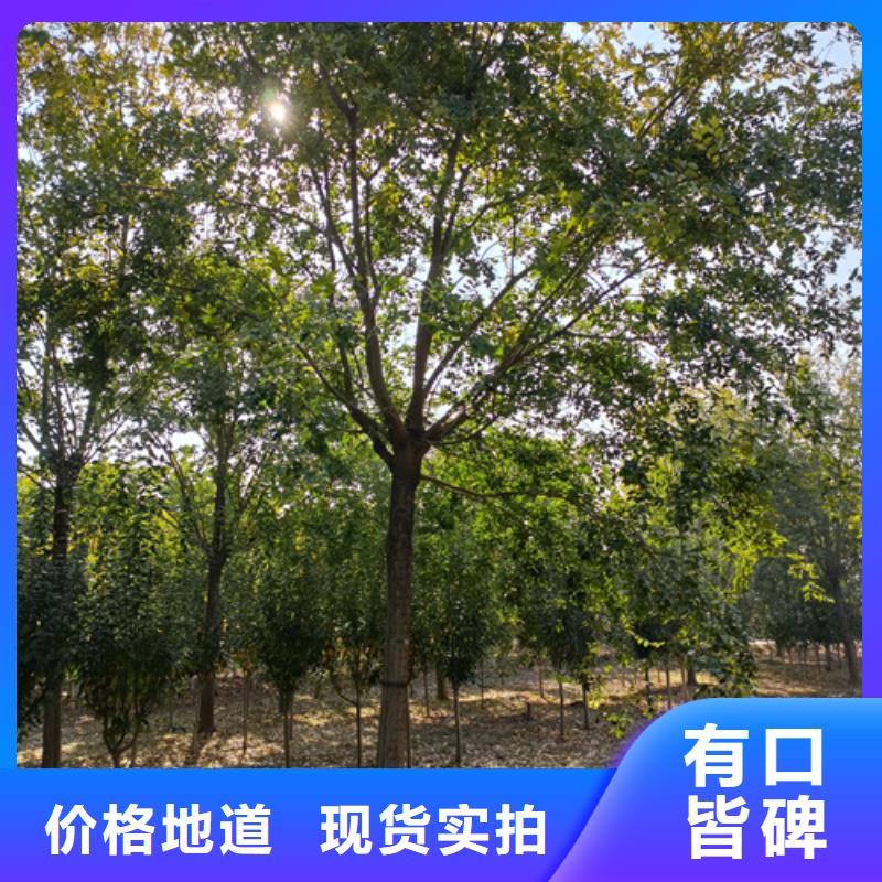 法桐-好產品放心可靠