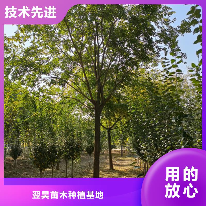 法桐現貨齊全苗木基地