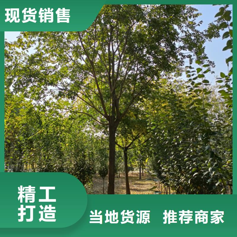 法桐供貨速度快