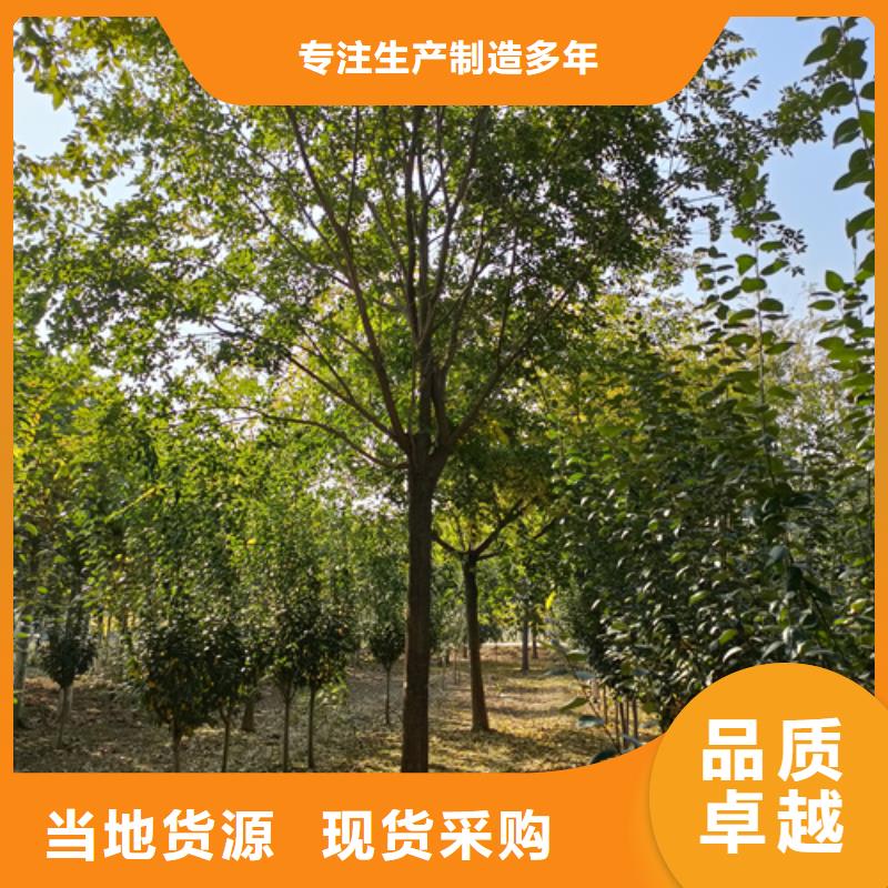 造型法桐產品詳細介紹