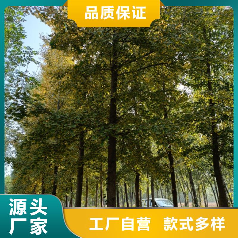 速生法桐包郵現貨直銷