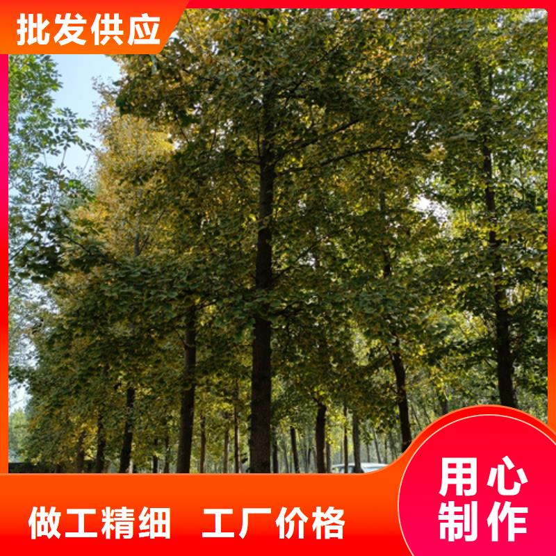 造型法桐廠家規(guī)格齊全
