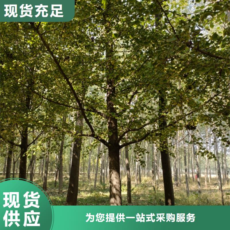 速生法桐價格低綠化苗木