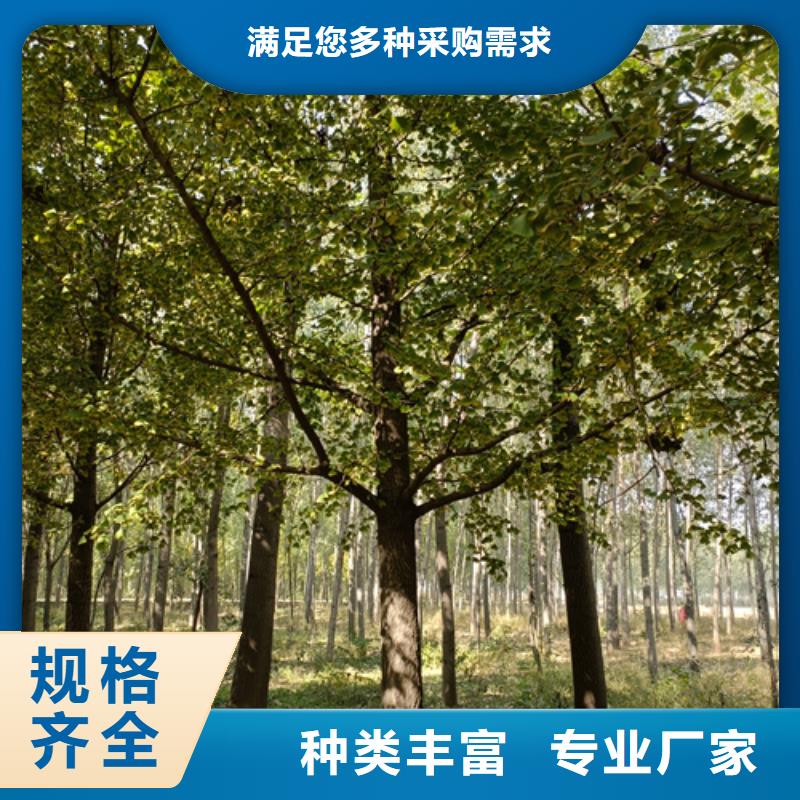 速生法桐市場批發(fā)價