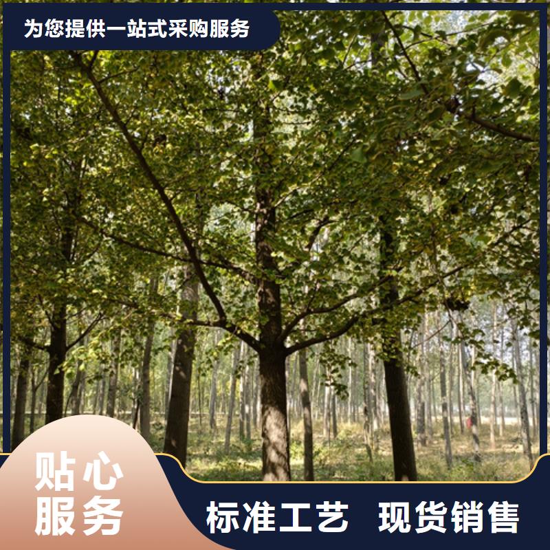 法桐黃金槐庫存齊全廠家直供