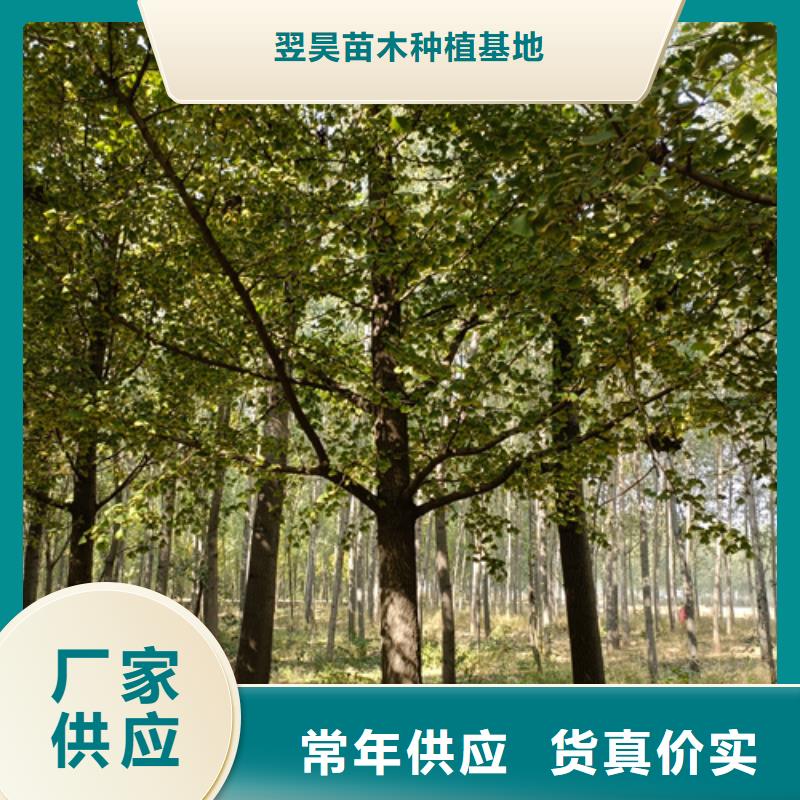 【法桐】金葉白蠟同行低價