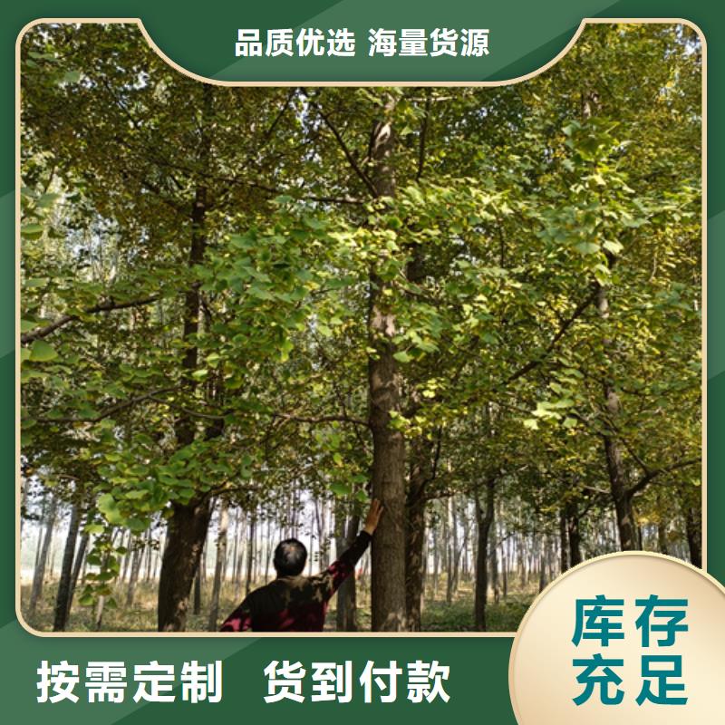 法桐經濟實用