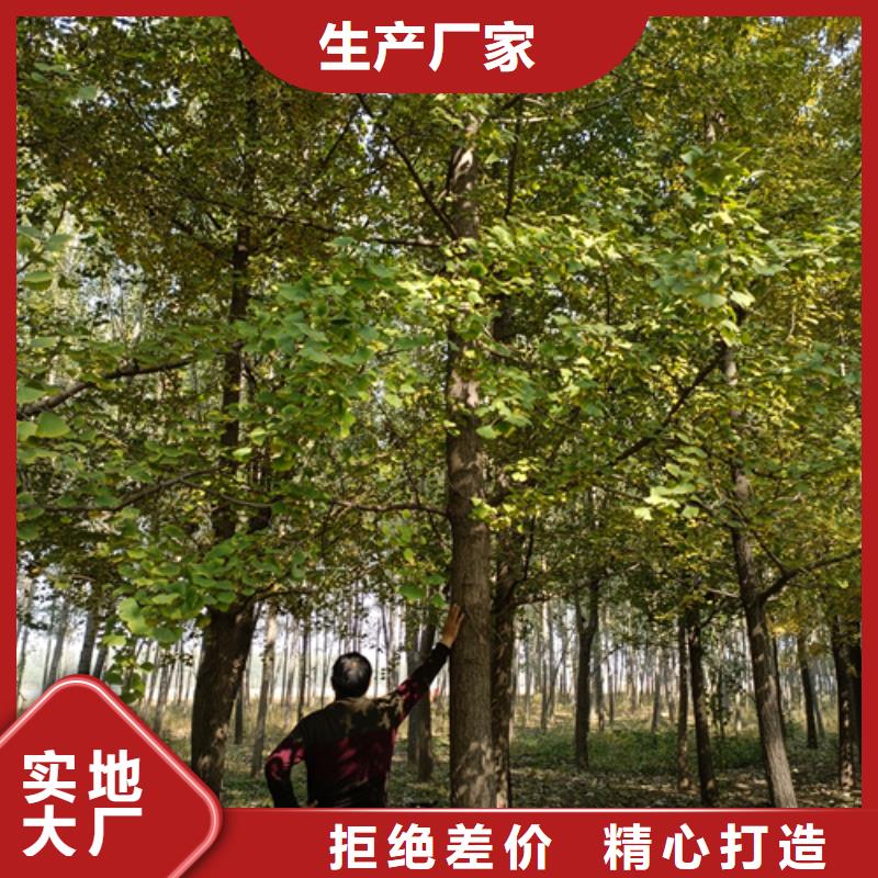 價格低的造型法桐現貨廠家