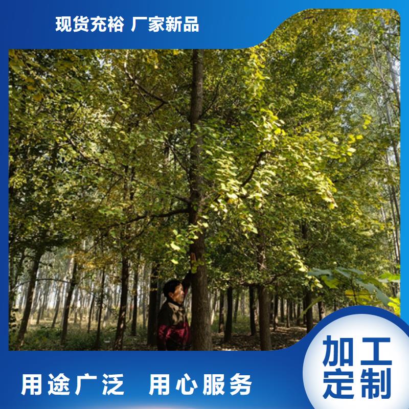 #速生法桐#-歡迎您