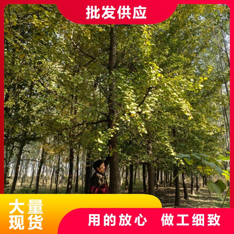 法桐國槐種類豐富