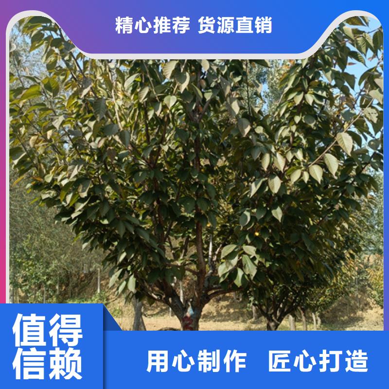 #造型法桐#廠家