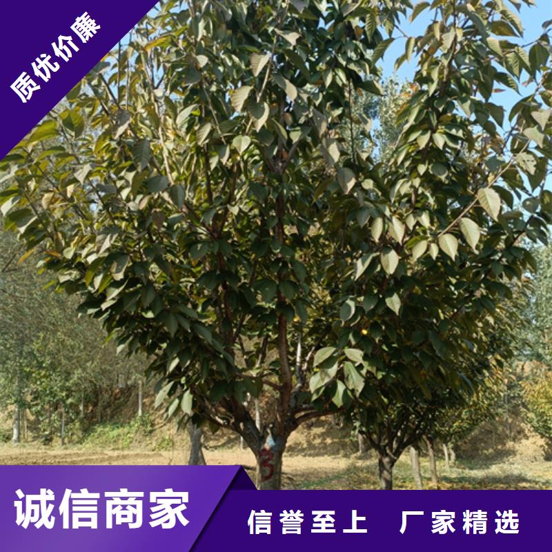 法桐小苗現貨供應_規格全