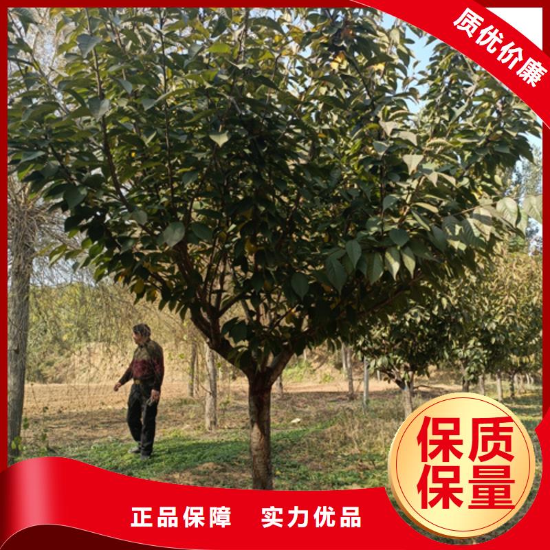 法桐黃金槐庫存齊全廠家直供