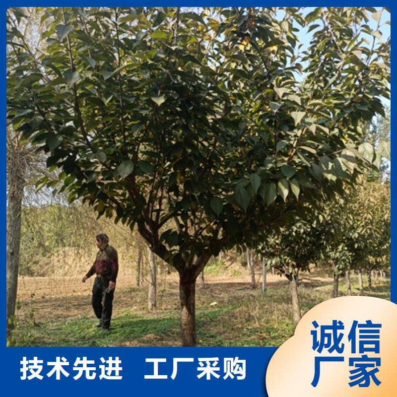 法桐價格優惠苗木基地