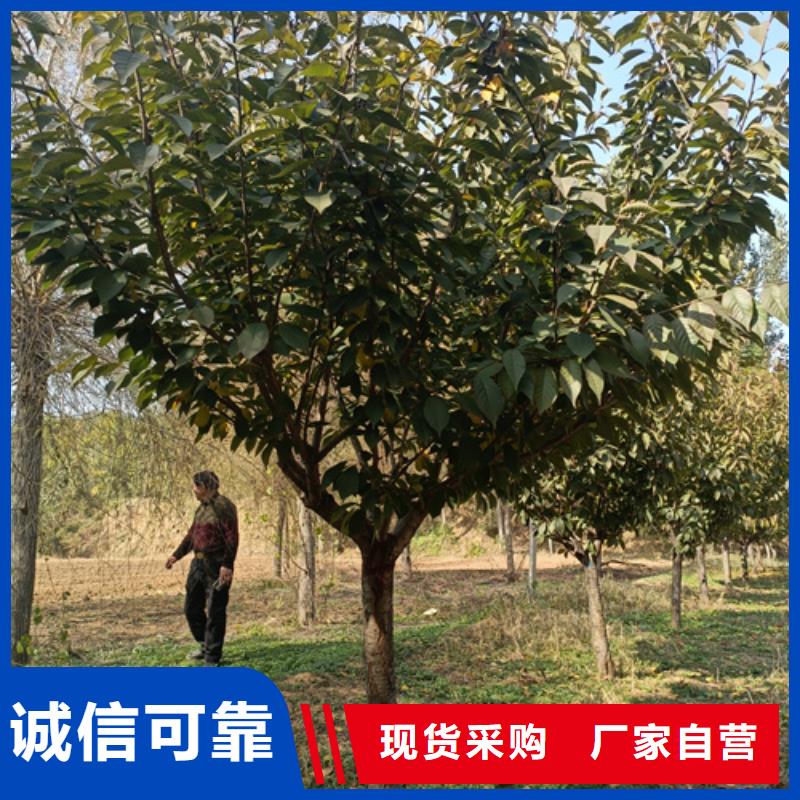 法桐_國槐優良工藝