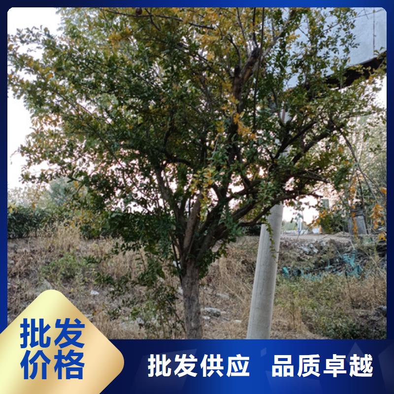 法桐價格優惠苗木基地
