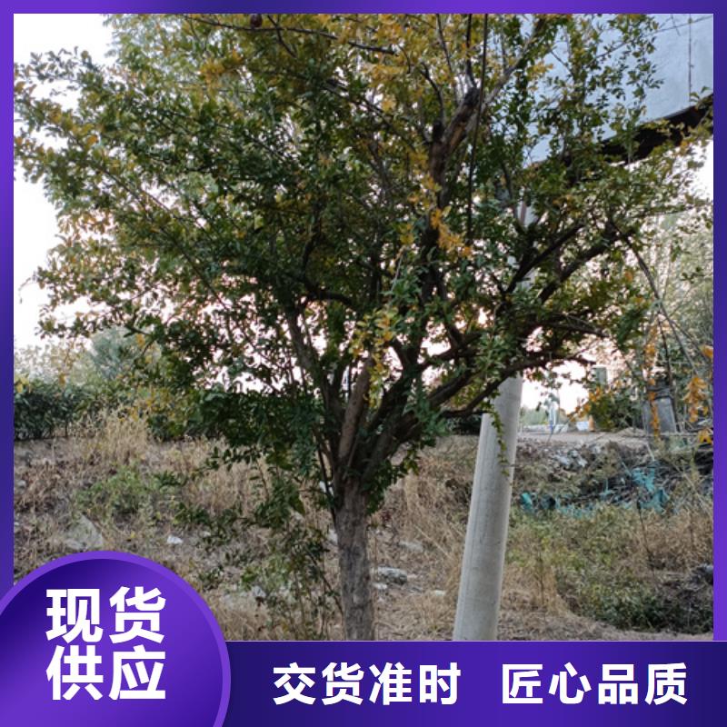 優質法桐-法桐廠家