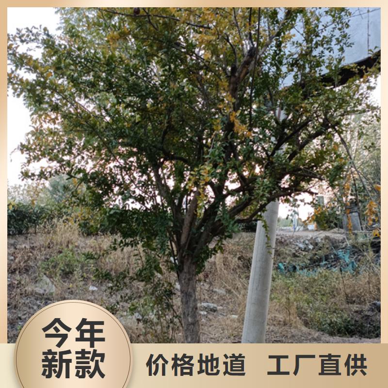 法桐行情總代直銷