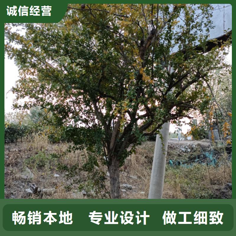 法桐資訊