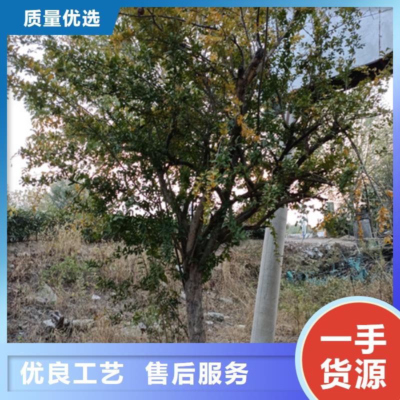 法桐費用