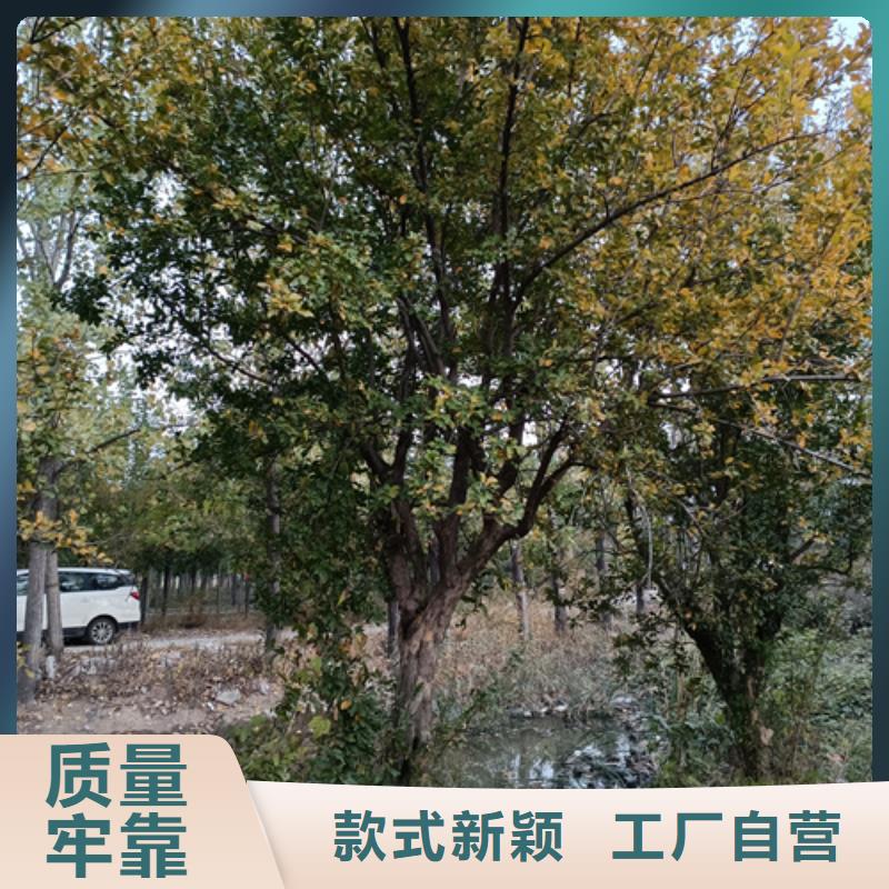 定制法桐行情_品牌廠家