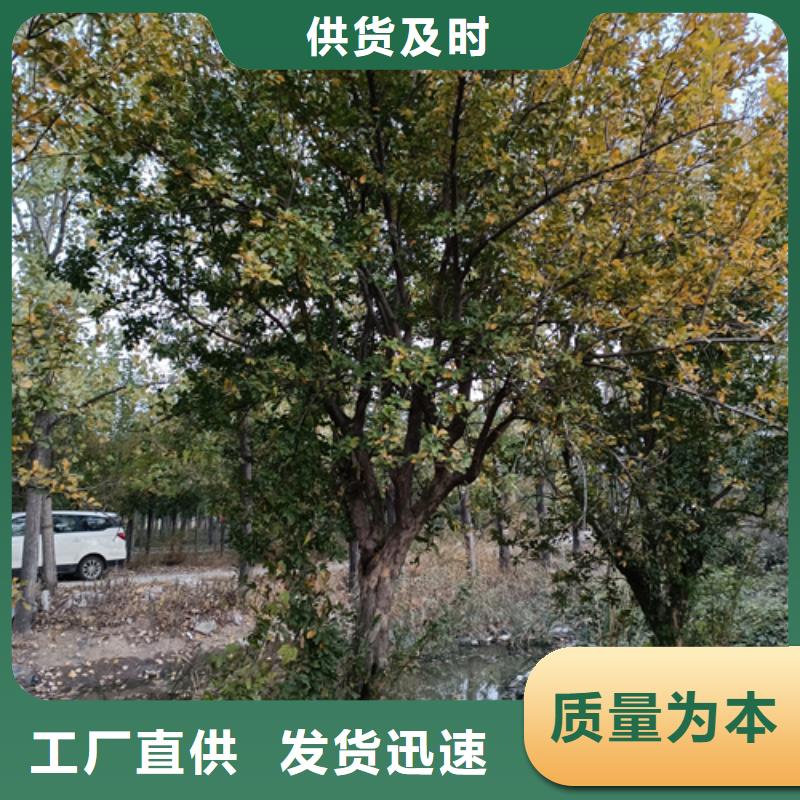 法桐廠家