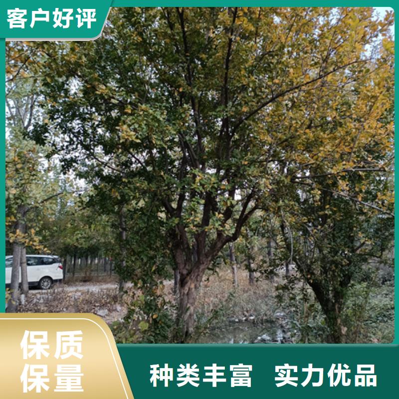 高品質法桐供應商