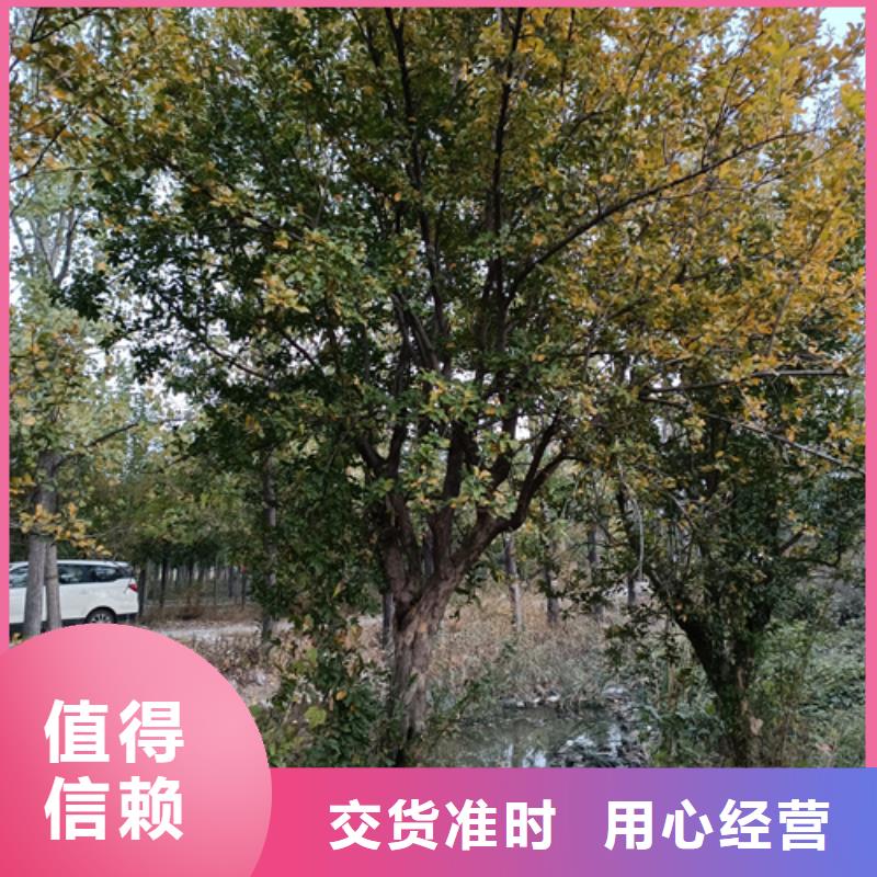 誠(chéng)信供應(yīng)速生法桐的廠家