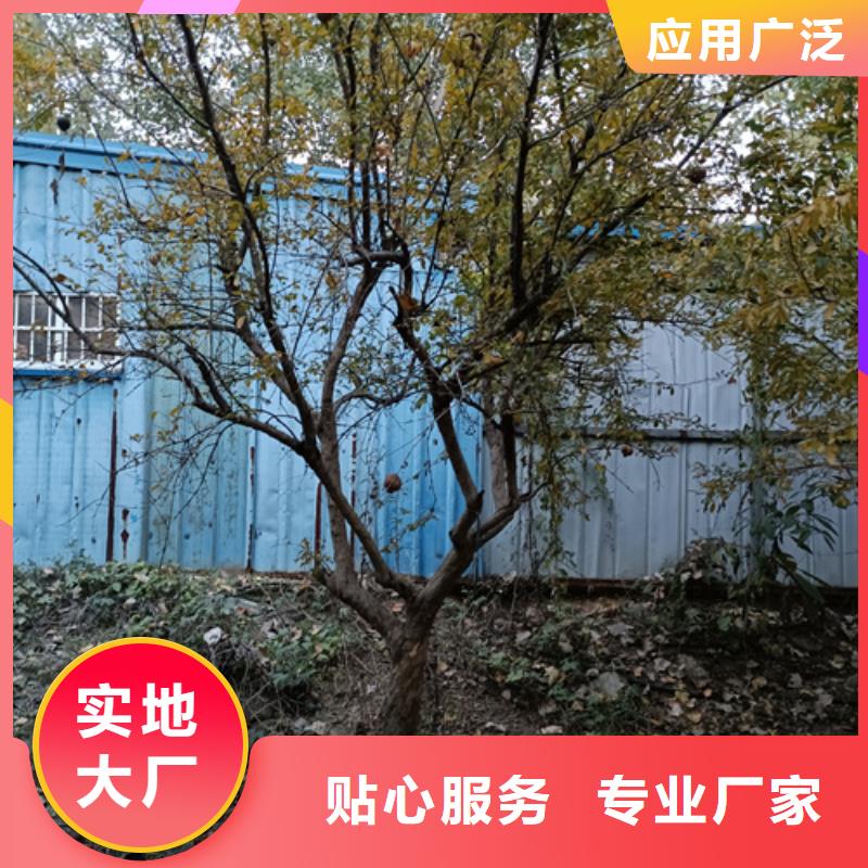 優(yōu)選：法桐品牌廠家