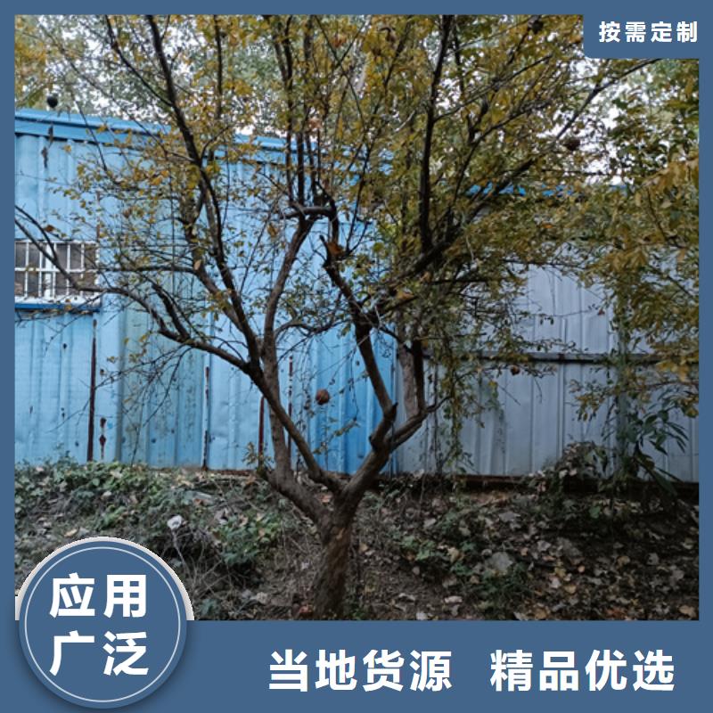 法桐白蠟產(chǎn)地直銷
