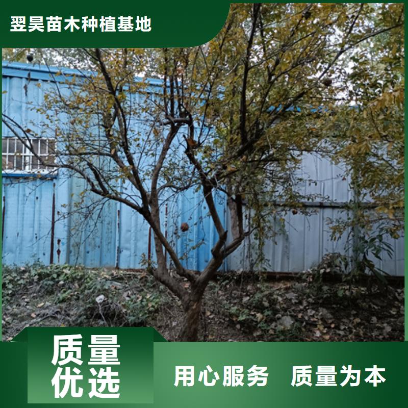 法桐行情歡迎來電綠化喬木