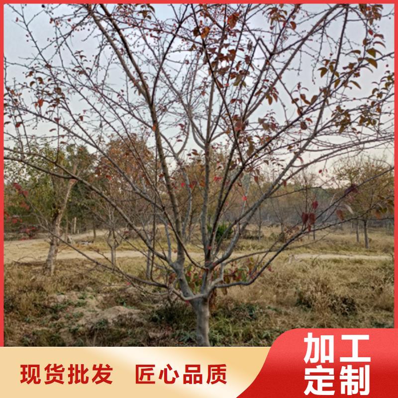 法桐小苗-回購率高