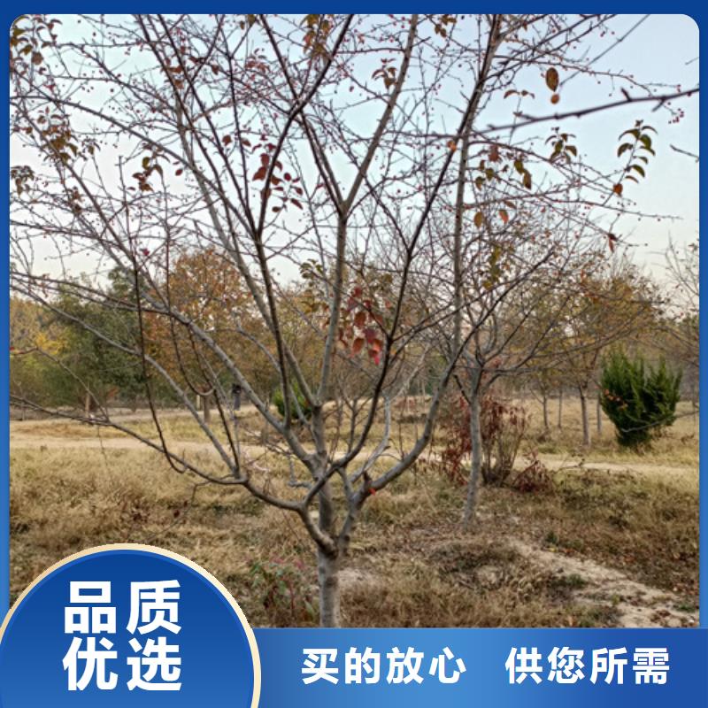 造型法桐、造型法桐生產廠家-質量保證