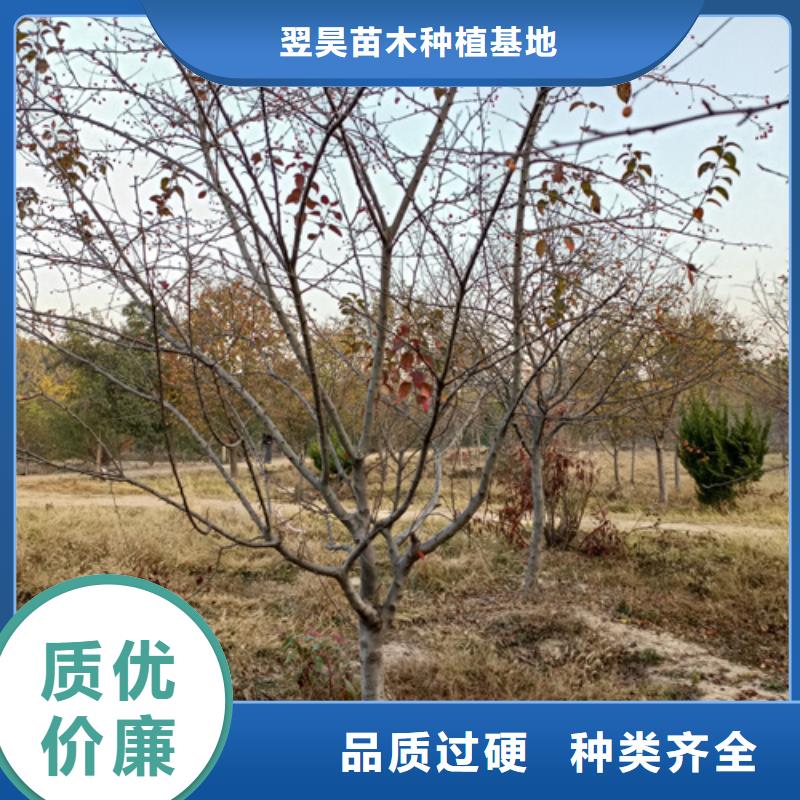 法桐小苗大廠家值得信賴