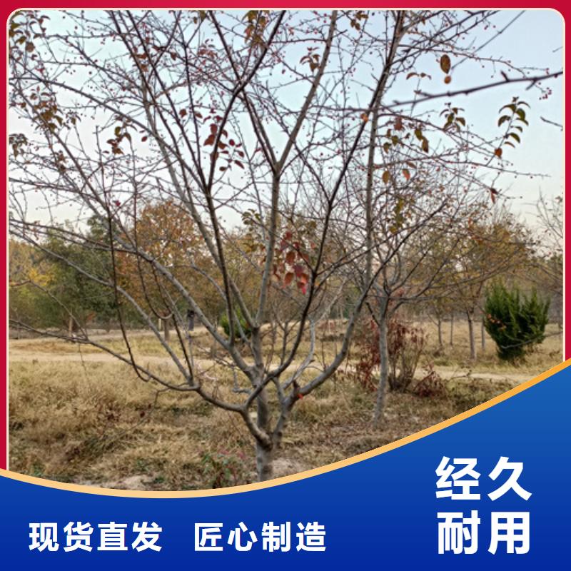 供應(yīng)批發(fā)造型法桐-好評(píng)