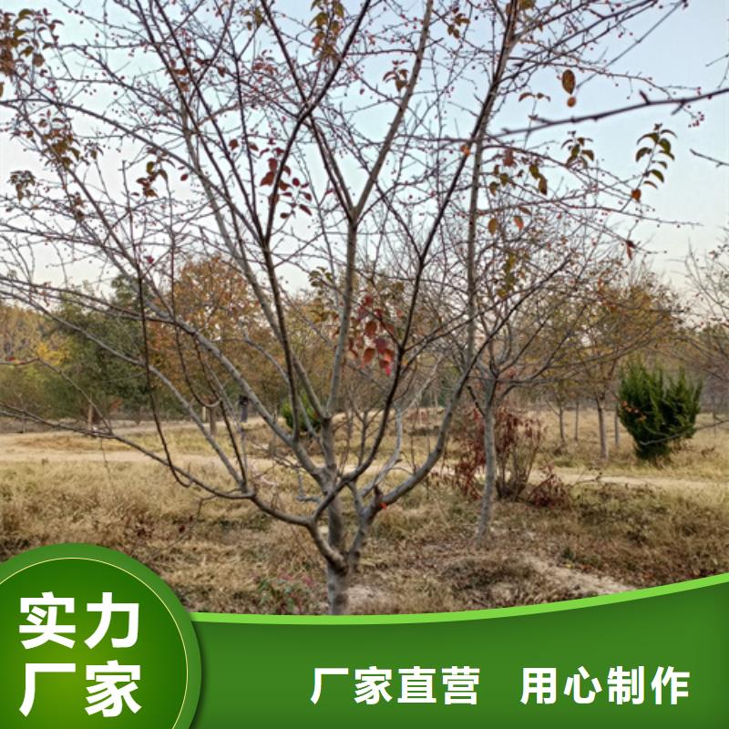 法桐供應商求